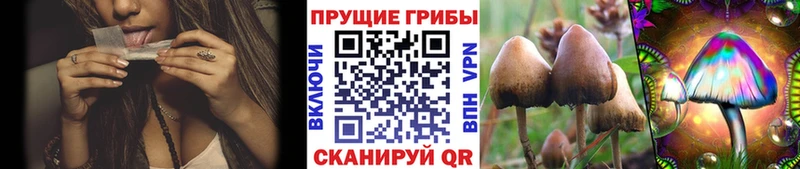 кракен   закладки  Фокино  Псилоцибиновые грибы прущие грибы 